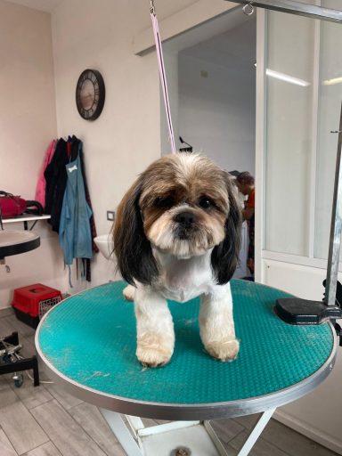 Shih Tzu
