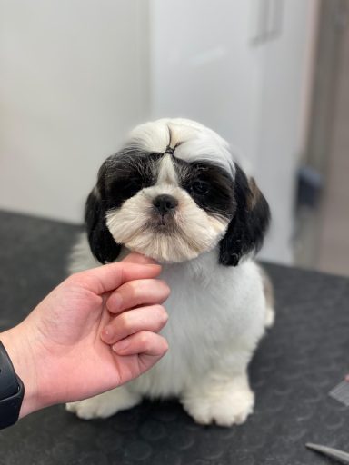 Shih Tzu