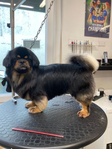 Tibet Spaniel