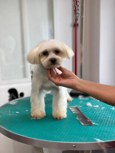 Maltese