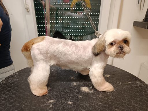 Shih Tzu
