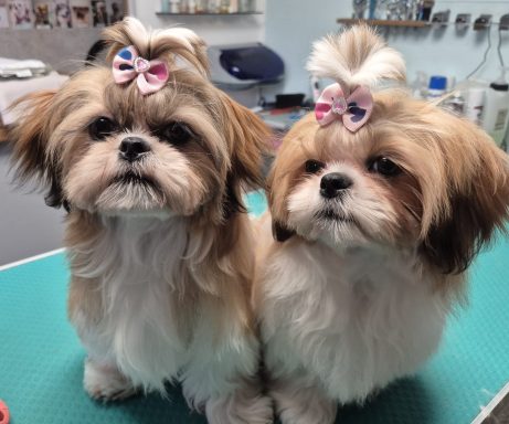 Shih Tzu
