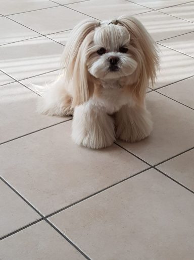 Lhasa Apso